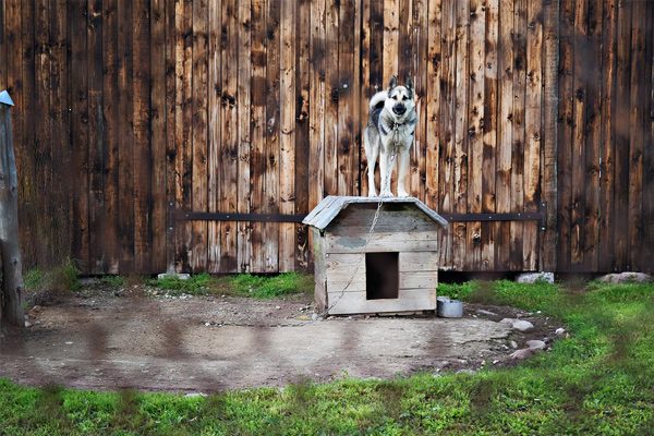 best dog houses for large dogs