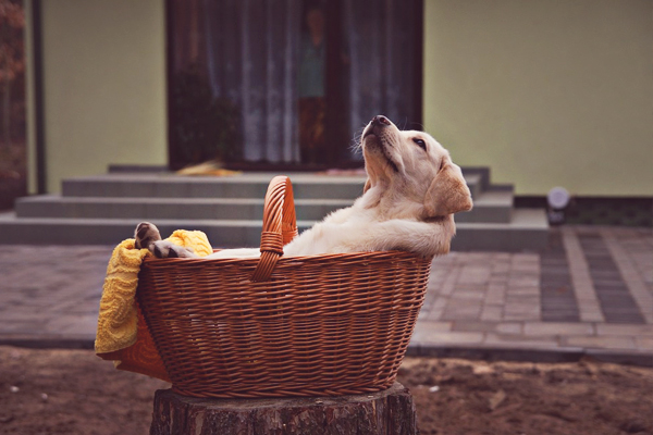 how to crate train a labrador puppy